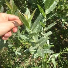 sand dune willow thumbnail 2