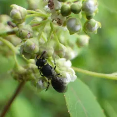 Modest Masked Bee thumbnail 2