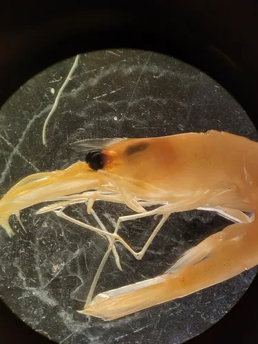Greenland Shrimp