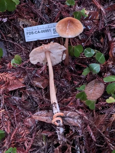 Redwood Rooter
