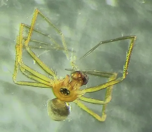 Oryphantes aliquantulus