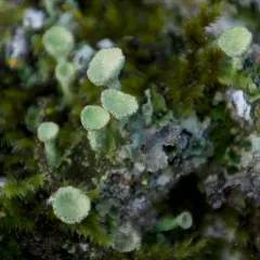 Mealy Pixie Cup thumbnail 4