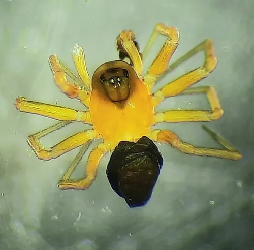 Baryphyma gowerense