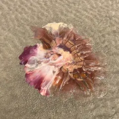 Pacific Lion's Mane Jelly thumbnail 3