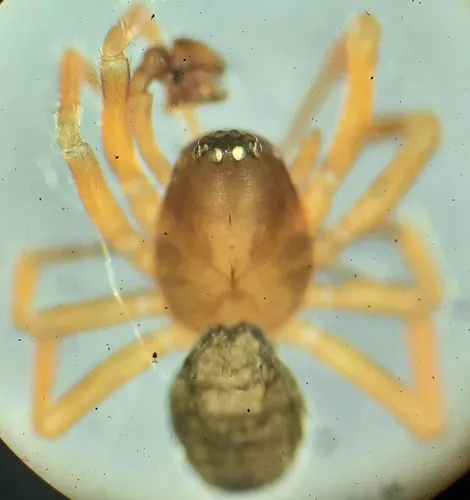 Tarsal Sheet-web Weaver