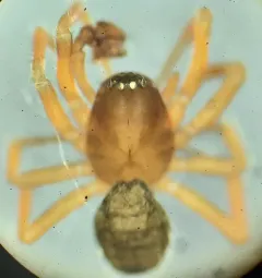 Tarsal Sheet-web Weaver thumbnail 1