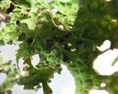Plectocarpon lichenum thumbnail 2