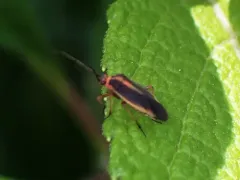 Prepops zonatus thumbnail 1