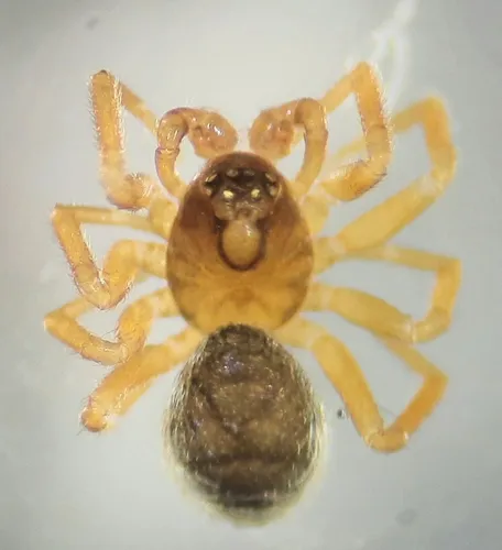 Phlattothrata flagellata