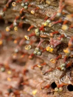 Physarella oblonga thumbnail 2