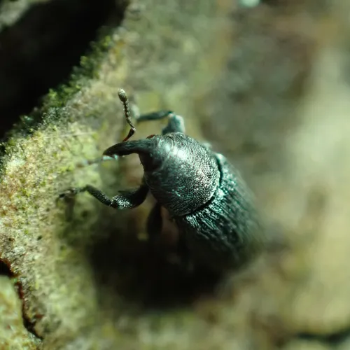 Stem Miner Weevil
