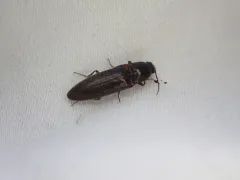 Melanotus longulus thumbnail 2