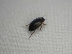 Hygrotus impressopunctatus thumbnail 2