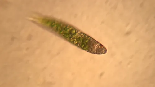 Euglena polymorpha