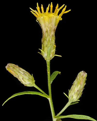 Siskiyou aster