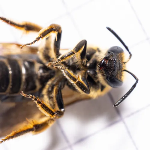 Distinguished Sweat Bee