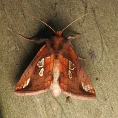Large-spotted Looper Moth thumbnail 4