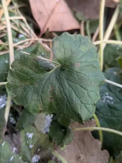 ground ivy rust thumbnail 2
