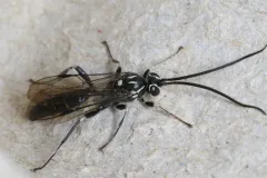 Coelichneumon azotus thumbnail 4