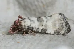 Platphalonidia lavana thumbnail 2