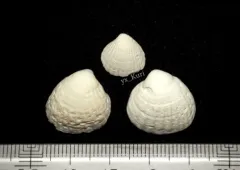Thick Carditid thumbnail 1