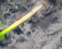 Sailfin Molly thumbnail 4
