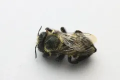 Megachile subnigra thumbnail 2