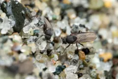 Thoracochaeta johnsoni thumbnail 2