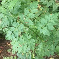 water parsley thumbnail 3