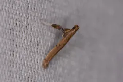 Sassafras Caloptilia Moth thumbnail 2
