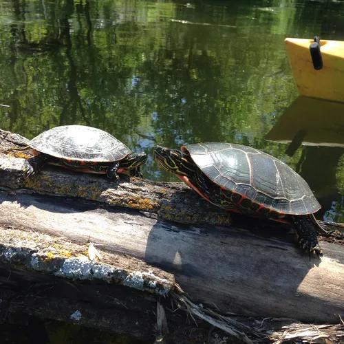Painted Turtle