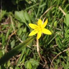 yellow star grass thumbnail 4
