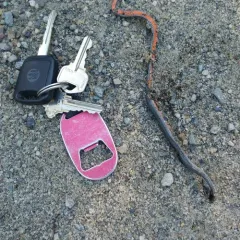 Red-bellied Snake thumbnail 3
