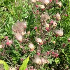 prairie smoke thumbnail 5