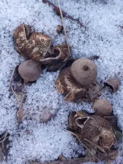 Geastrum morganii thumbnail 4
