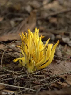 Golden Spindles thumbnail 4