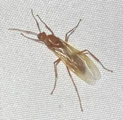 Chestnut Carpenter Ant thumbnail 4