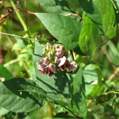 American groundnut thumbnail 3