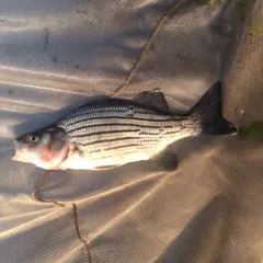 Yellow Bass thumbnail 4