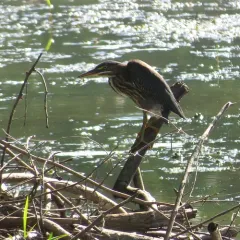 Green Heron thumbnail 2