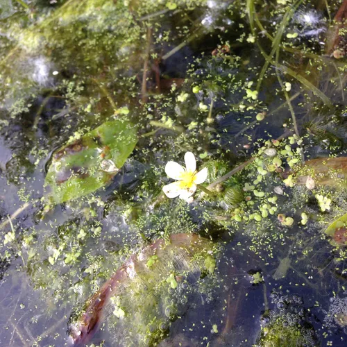 common water-crowfoot