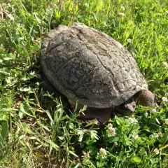 Common Snapping Turtle thumbnail 5