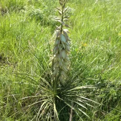 Great Plains yucca thumbnail 2
