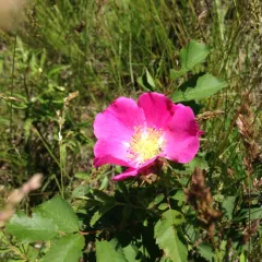 prairie rose thumbnail 3