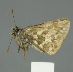 Northern Grizzled Skipper thumbnail 4