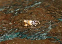 Lobesia spiraeae thumbnail 3