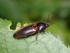 Ampedus semicinctus thumbnail 4