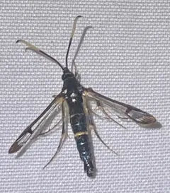 Apple Bark Borer thumbnail 3