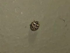 Ashy Gray Lady Beetle thumbnail 4