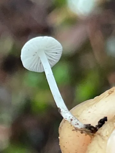 Dewdrop Bonnet